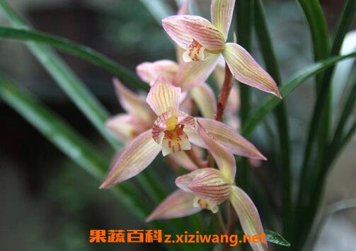 葩兰花的功效
