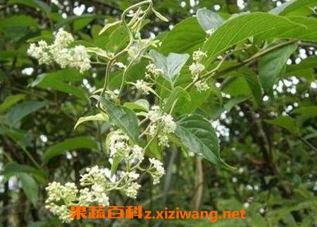 雷公藤的功效与作用