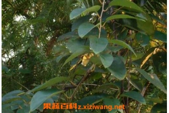 青风藤的药用价值与功效