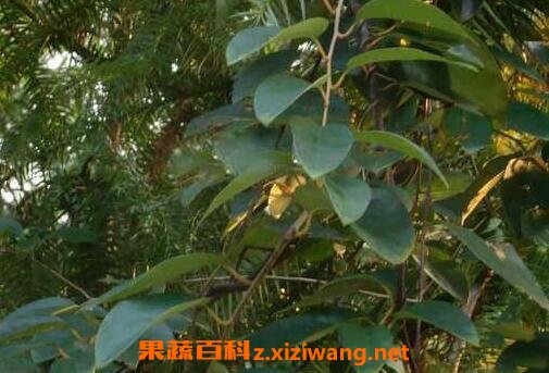 青风藤的药用价值与功效
