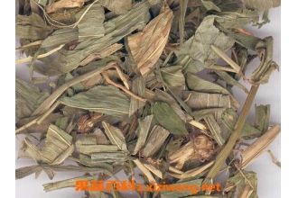 淡竹叶的食疗功效与用法