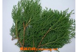 真柏树叶的药用价值 真柏树叶能治烫伤吗