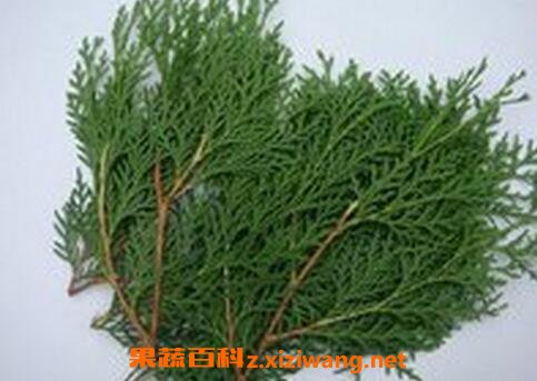 真柏树叶的药用价值