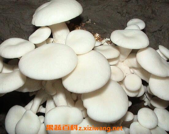 小白菇