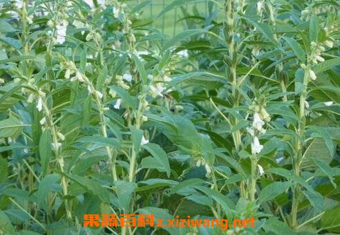 芝麻藤的药用价值