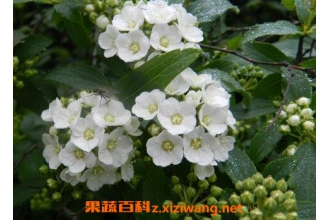 棠梨花的营养价值 棠梨花的药用价值