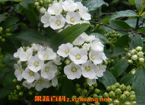 棠梨花的营养价值