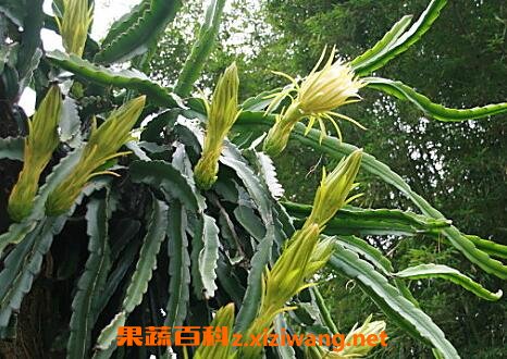 剑花的功效