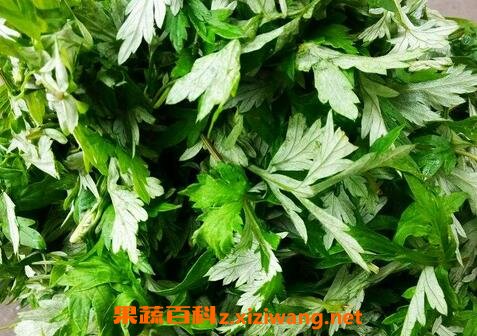 艾叶的功效与作用及食用方法
