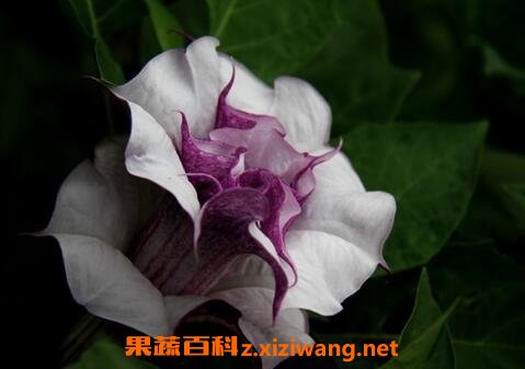 曼陀罗花的功效
