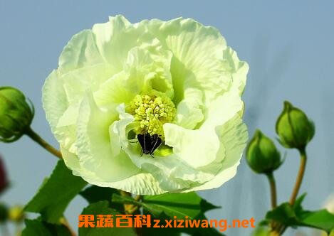芙蓉花的功效与作用