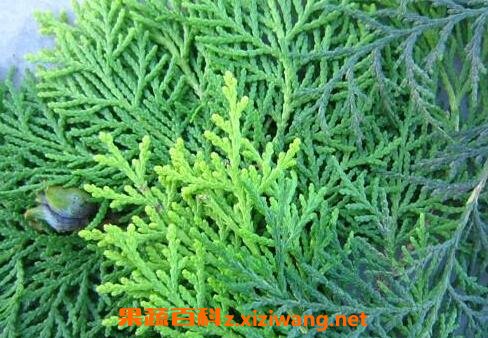 侧柏叶的药用功效