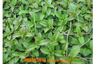 状元红地稔根的功效 状元红地稔根的具体用法