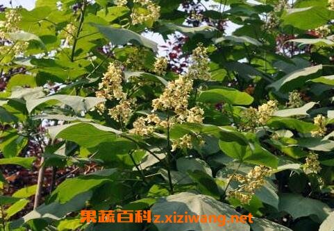 梓白皮的功效与作用