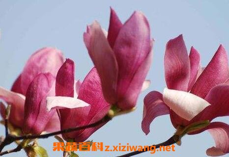 玉兰花的功效与作用