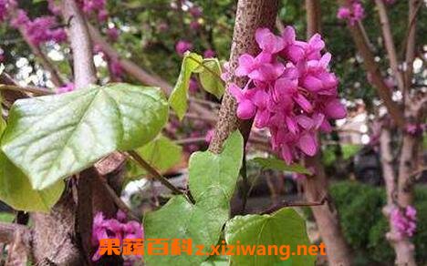 紫槿皮的功效与作用