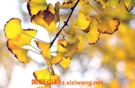 白果树叶的作用是什么