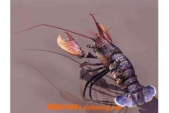怎么洗小龙虾更干净 怎么洗龙虾能洗的干净