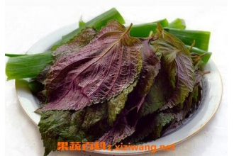 紫苏子叶的功效与作用及食用方法