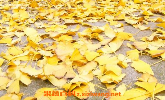 中药银杏叶的作用与功效与作用