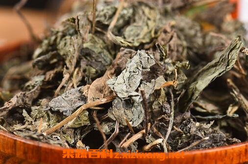 中药苏叶的功效与作用及禁忌