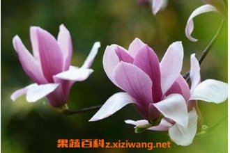 辛夷花的功效与作用 辛夷花的禁忌