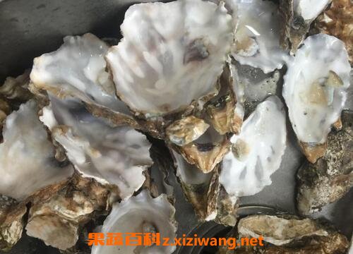 中药牡蛎壳的功效与作用及禁忌