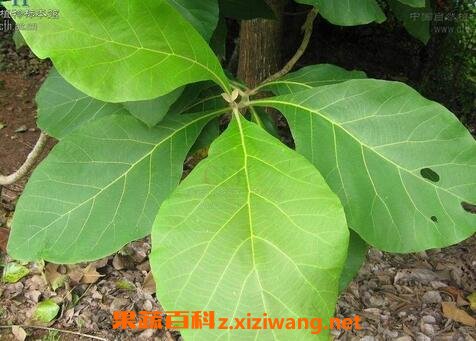 柚木叶的药用价值