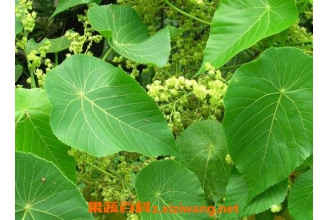 油桐树叶的功效与作用