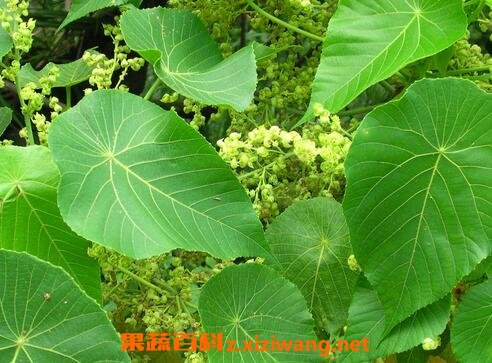 油桐树叶的功效与作用