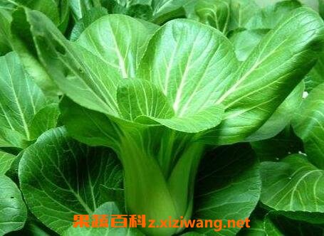 油莱叶的功效与作用