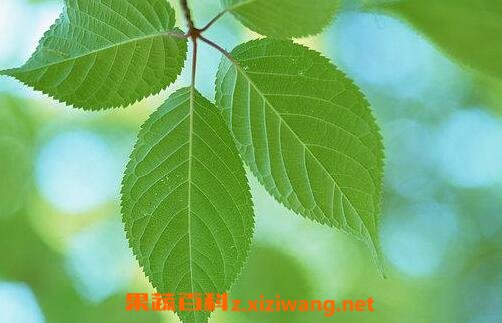 中医结根的功效与作用