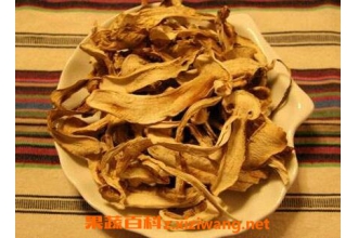 桑白皮的药用价值与功效作用