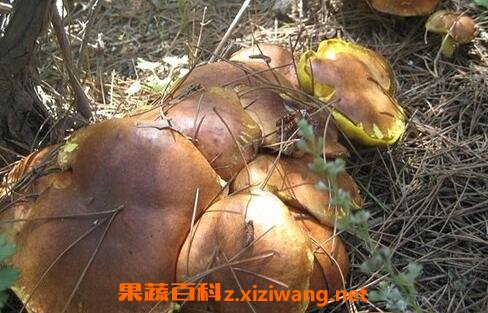 粘团子蘑菇营养价值