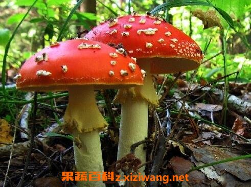 怎么分辨毒蘑菇