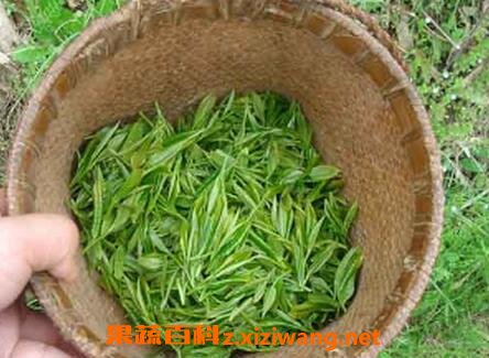 扁茶与毛尖的区别