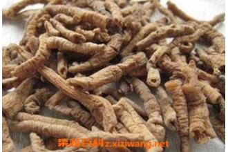 制远志肉的功效与作用及禁忌