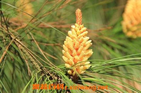 松树开花吗 为什么看不见松树开花