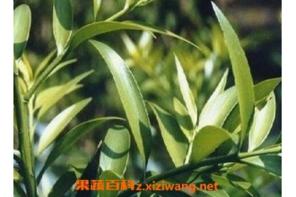 竹柏如何养殖 竹柏盆栽的养殖方法