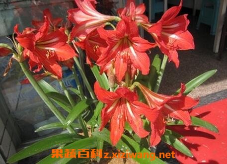 朱顶红的养殖方法和注意事项有哪些