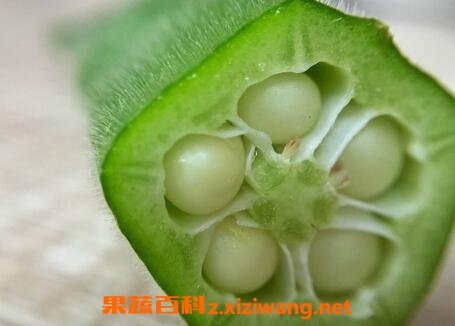 野秋葵籽的功效与作用及禁忌