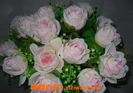 珍珠玫瑰花养殖方法