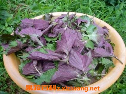 紫苏不能和什么一起吃吗