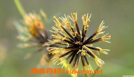 鬼针草