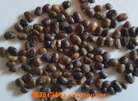 用蜂蜜炒槐树籽的功效与作用