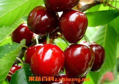 樱桃籽的营养价值