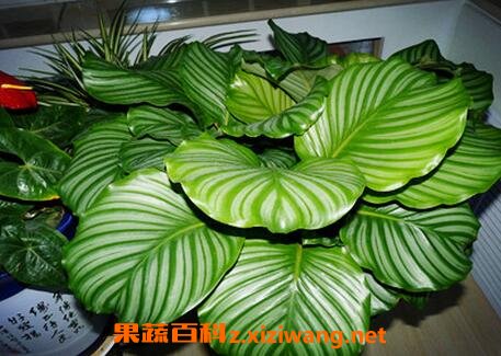 圆叶竹芋的养殖方法