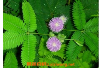 含羞草如何养殖 含羞草的养殖方法和注意事项