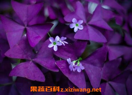 紫叶酢浆草怎么分株