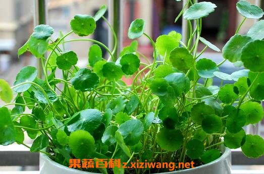 铜钱草如何繁殖